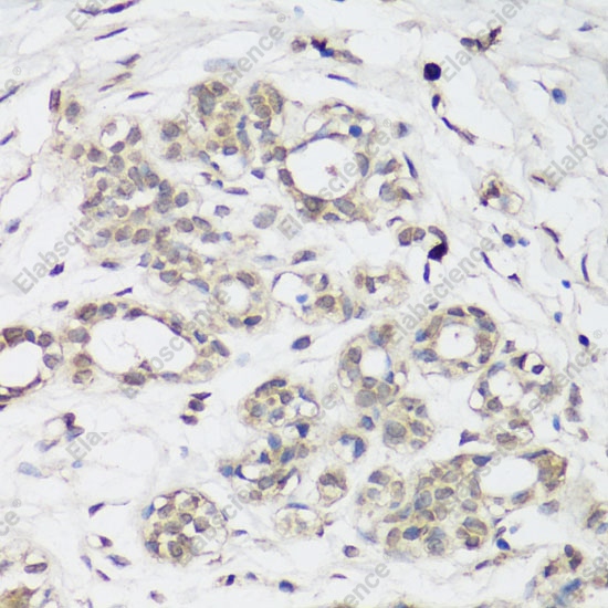 Вестерн-блоттинг, NRF2, клетки C6