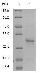 SDS-PAGE