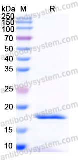 Валидация AntibodySystem YHG48101