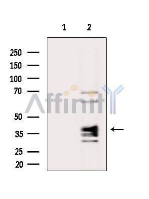 Валидация Affinity DF15349 - 11646