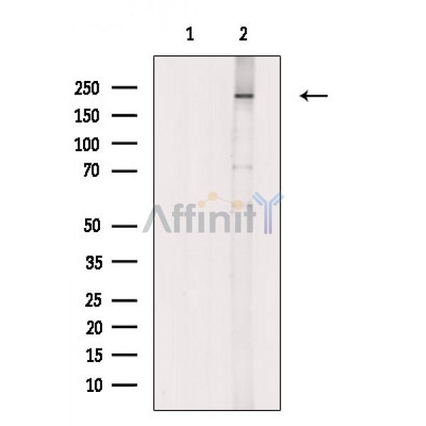 Валидация Affinity AF6802 - 4043