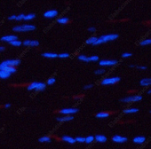Иммунофлуоресценция, Phospho-AMPK alpha1/2 (Thr183/172), ткань сердца крысы