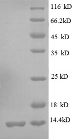 SDS-PAGE