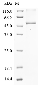SDS-PAGE
