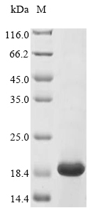SDS-PAGE