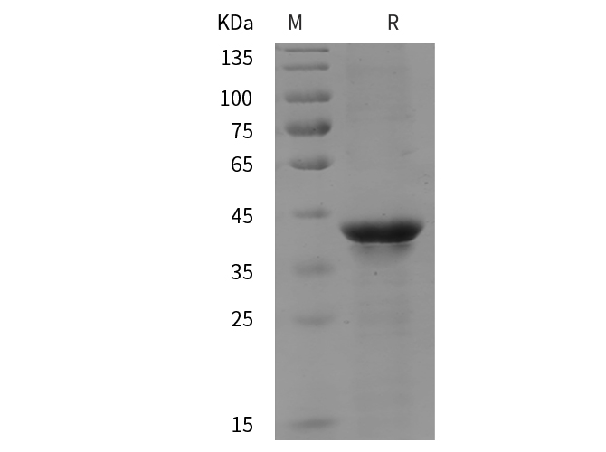 Валидация Elabscience PDEH100985(398)