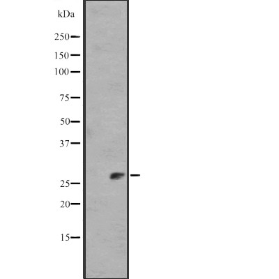 Валидация Affinity DF2518 - 13172