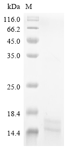 SDS-PAGE