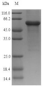 SDS-PAGE