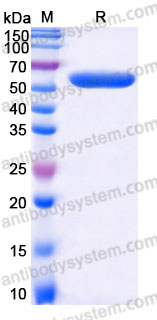 AHB95301, SDS-PAGE