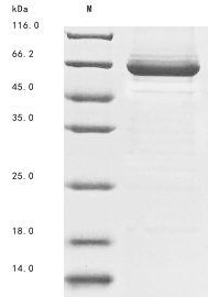 SDS-PAGE