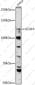 Вестерн-блоттинг, SCAF4, клетки HeLa
