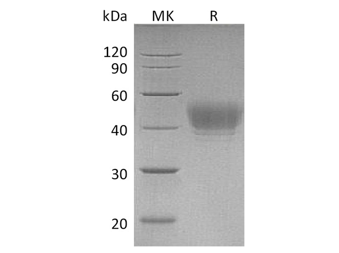 Валидация Elabscience PKSH033527(3829)