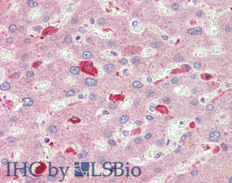 Валидация Elabscience E-AB-10995