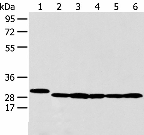 Валидация Elabscience E-AB-53411