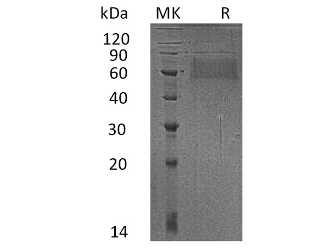 Валидация Elabscience PKSH033351(3682)