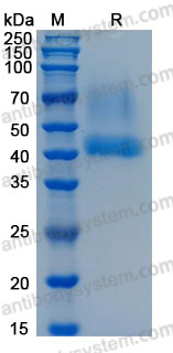 Валидация AntibodySystem AHD48001