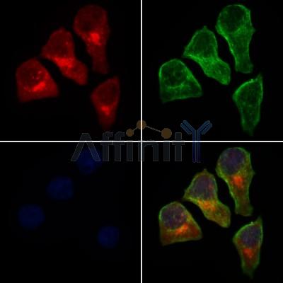 Валидация Affinity DF9095 - 21390