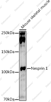 Вестерн-блоттинг, Nesprin 1, скелетная мышь