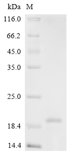 SDS-PAGE