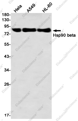 Вестерн-блоттинг, Hsp90 beta, клетки HeLa, A549, HL-60