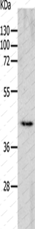 Вестерн-блоттинг, CHRNA7, ткань сердца мыши