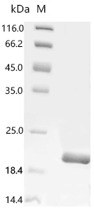 SDS-PAGE