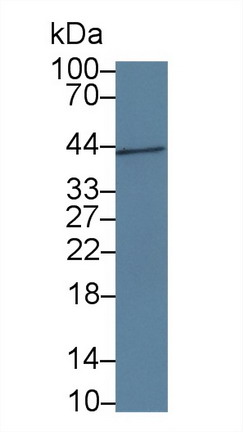 9748