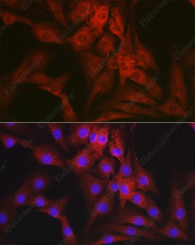 Иммунофлуоресценция, Mineralocorticoid receptor, клетки NIH-3T3