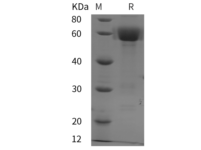 Валидация Elabscience PDMM100207(1159)