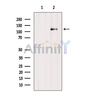 Валидация Affinity AF6429 - 3738
