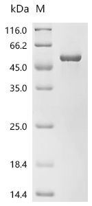 SDS-PAGE
