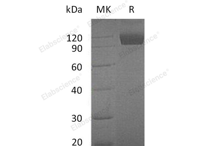 Валидация Elabscience PKSM041178(5086)