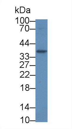 12932