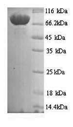 SDS-PAGE