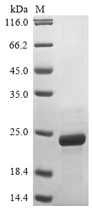 SDS-PAGE