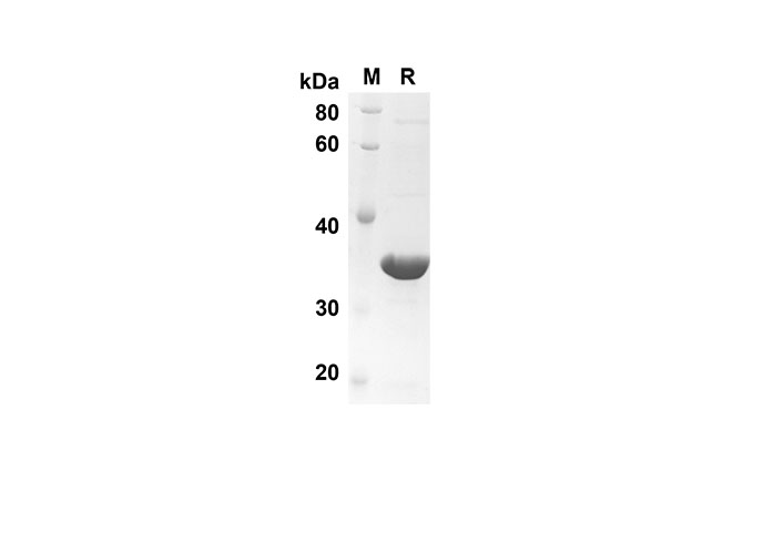 Валидация Elabscience PDEH100553(69)