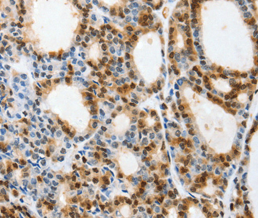 Валидация Elabscience E-AB-15863