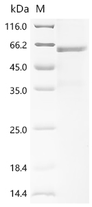 SDS-PAGE
