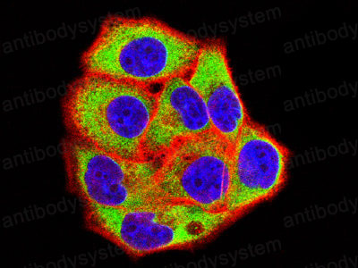 Валидация IF - AntibodySystem RHC24104