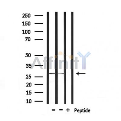 Валидация Affinity DF7007 - 18643