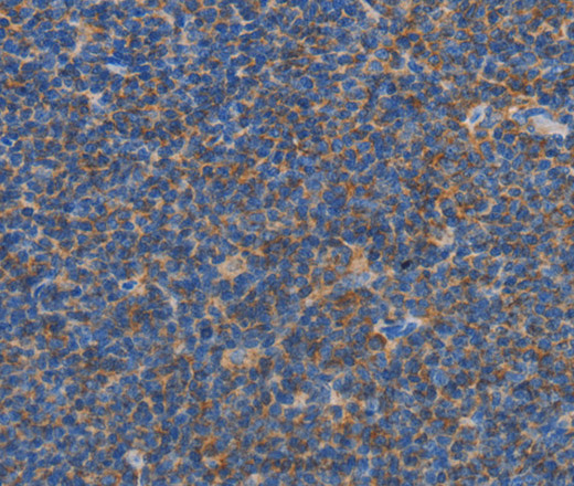 Валидация Elabscience E-AB-16301