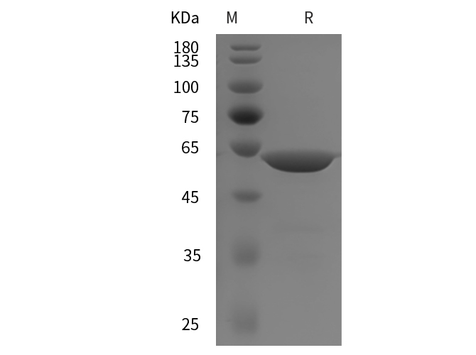 Валидация Elabscience PDEH101092(470)