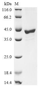 SDS-PAGE