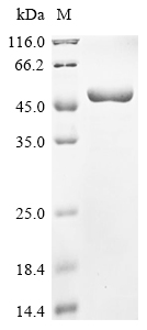 SDS-PAGE