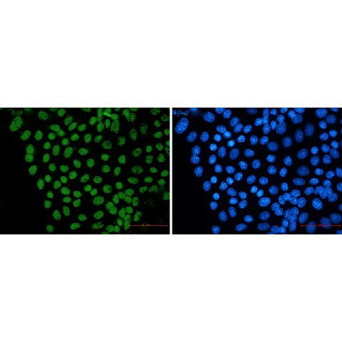 Валидация Elabscience E-AB-81470
