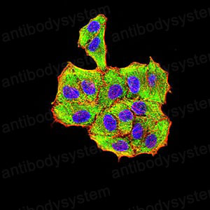 Валидация IF - AntibodySystem RVV44801 (1735)