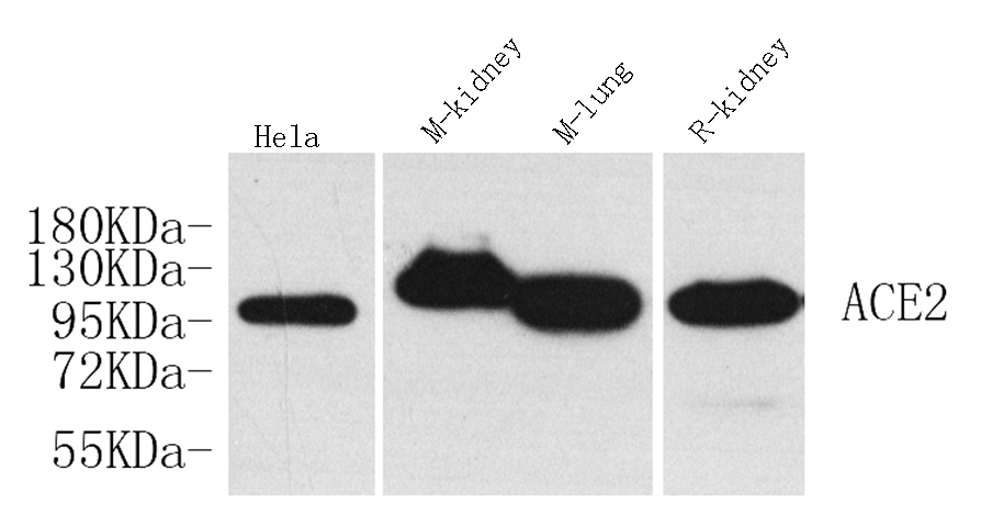 Валидация Elabscience E-AB-70126