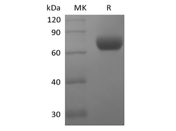 Валидация Elabscience PKSH033994(4224)