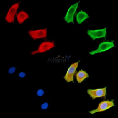 Валидация Affinity DF14230 - 10077